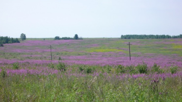 Лаборатория лесной зоологии