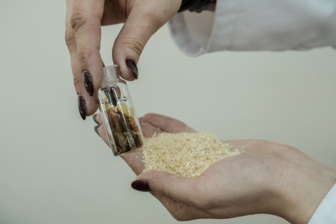 Сибирская ель поможет в создании антикоагулянтных препаратов